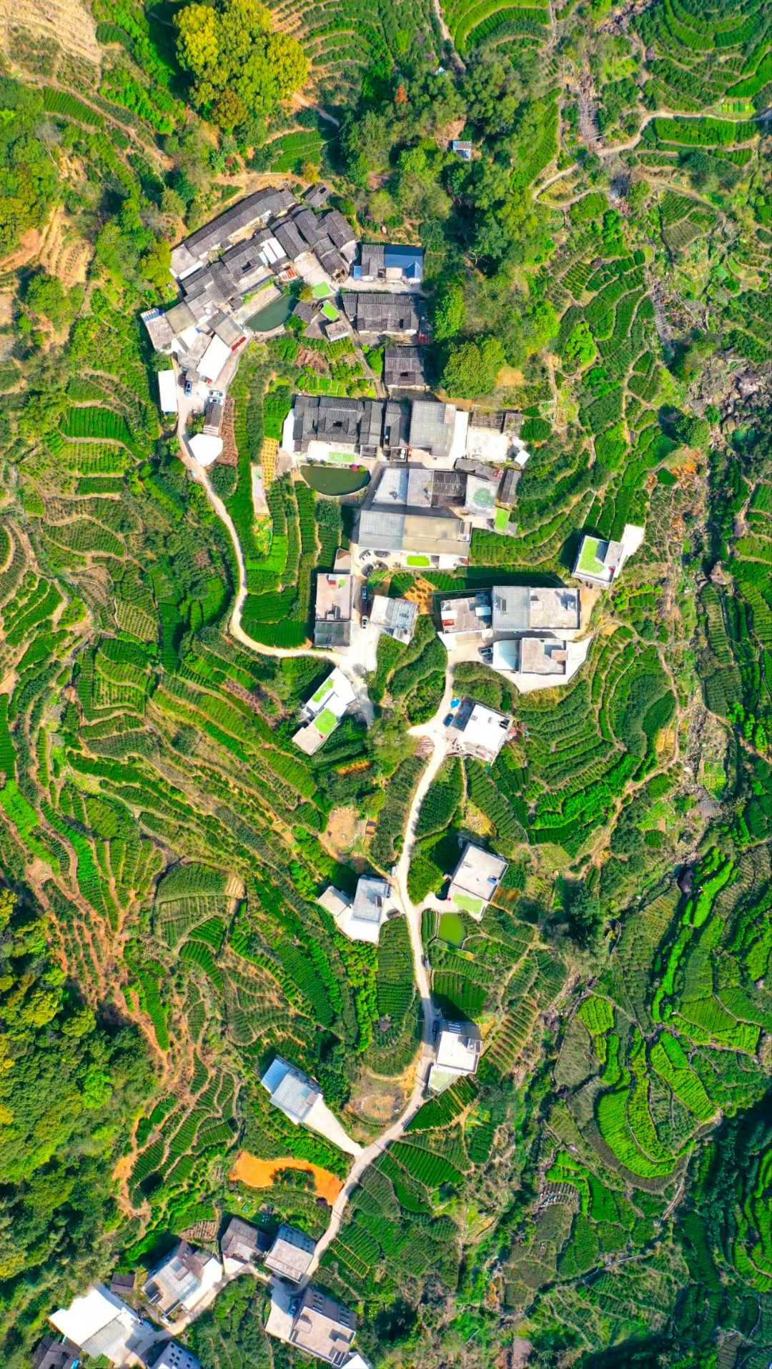 Phoenix Mountain Tea Farm