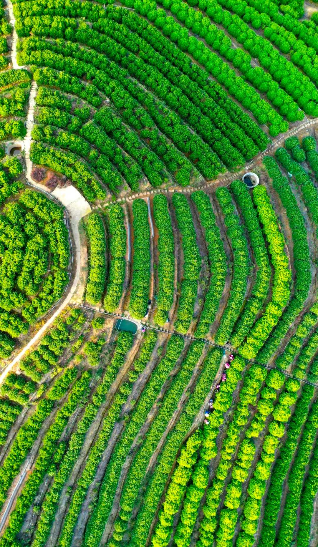 Our Tea Farm