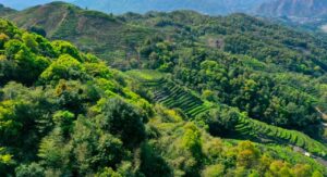 Phoenix Mountain Spring Harvest