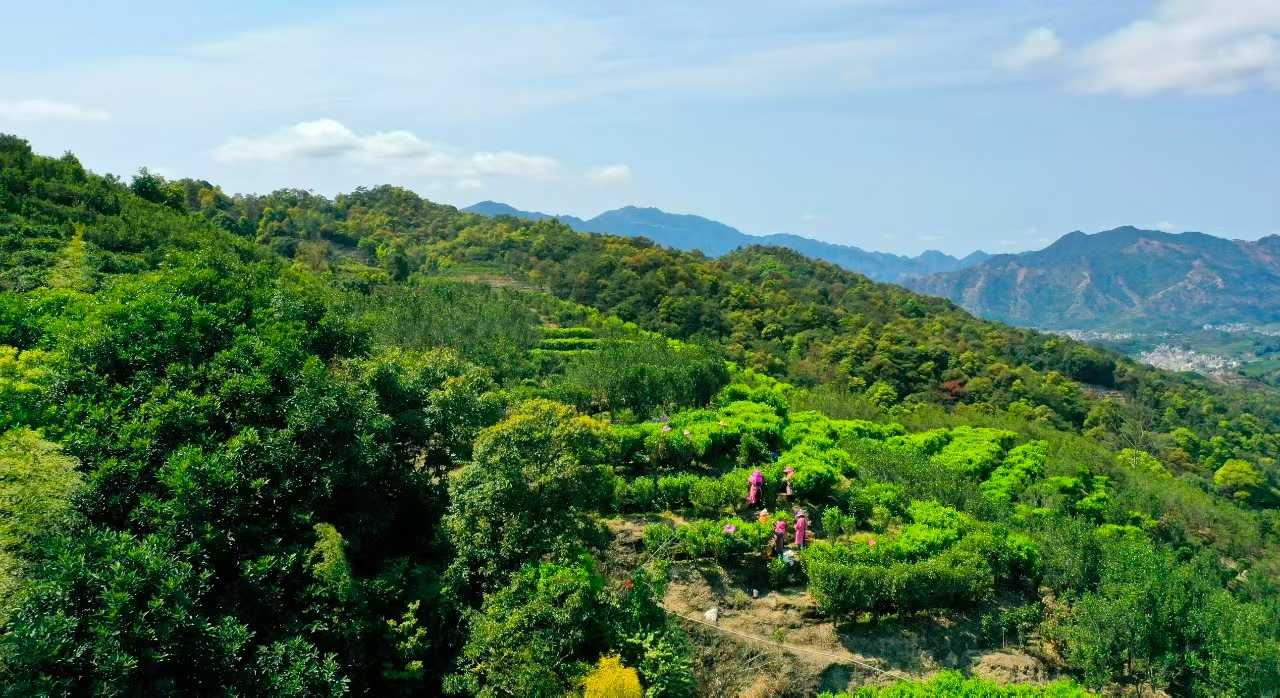 Tea Village